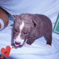 Solid Brown Ready Mid October , a female Siberian Husky for sale in Anderson, SC – 9 of 10