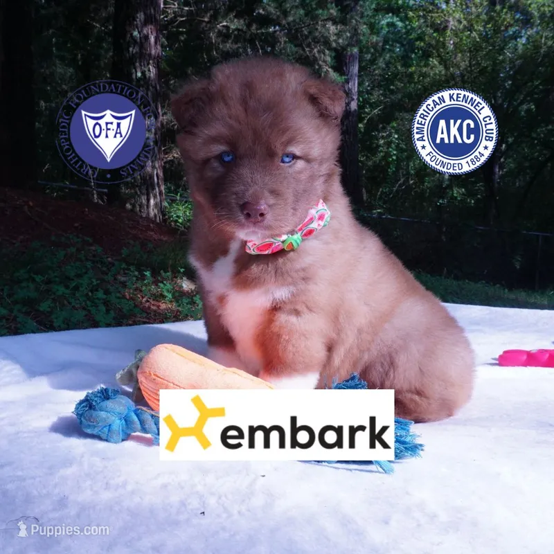 AKC Solid Brown OFA & Embark – Siberian Husky puppy for sale in Anderson, SC