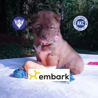 AKC Solid Brown OFA & Embark, a female Siberian Husky for sale in Anderson, SC – 1 of 10