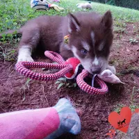 AKC OFA Brown/white, a male Siberian Husky for sale in Anderson, SC – 7 of 10