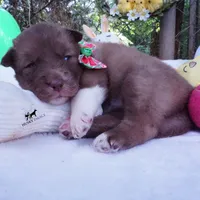 AKC Solid Brown OFA & Embark, a female Siberian Husky for sale in Anderson, SC – 8 of 10