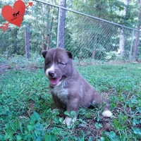 Solid Brown Embark OFA AKC - Nami, a female Siberian Husky for sale in Anderson, SC – 6 of 10