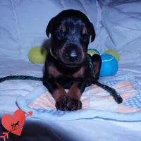 AKC Euro OFA & Embark - Hahn, a male Doberman Pinscher for sale in Anderson, SC – 7 of 10