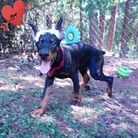 Ear cropped AKC Euro OFA & Embark, a male Doberman Pinscher for sale in Anderson, SC – 2 of 10