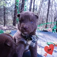 Solid Brown OFA AKC, a male Siberian Husky for sale in Anderson, SC – Photo 7 of 10