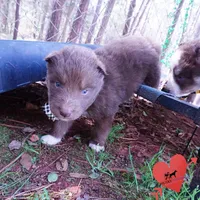 Solid Brown OFA AKC, a male Siberian Husky for sale in Anderson, SC – Photo 5 of 10