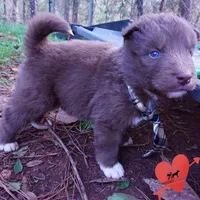 Solid Brown OFA AKC, a male Siberian Husky for sale in Anderson, SC – Photo 2 of 10