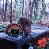 Solid Brown OFA AKC, a male Siberian Husky for sale in Anderson, SC – Photo 8 of 10