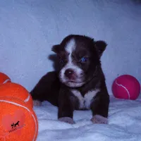 AKC Brown/white OFA, a female Siberian Husky for sale in Anderson, SC – 5 of 10