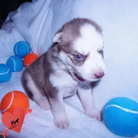 AKC OFA Red/white, a male Siberian Husky for sale in Anderson, SC – 8 of 10