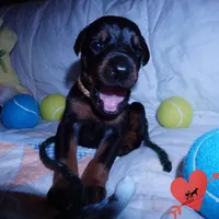 AKC Euro OFA & Embark - Hahn, a male Doberman Pinscher for sale in Anderson, SC – 7 of 10