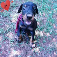 100% European, a  Doberman Pinscher for sale in Anderson, SC – 4 of 10