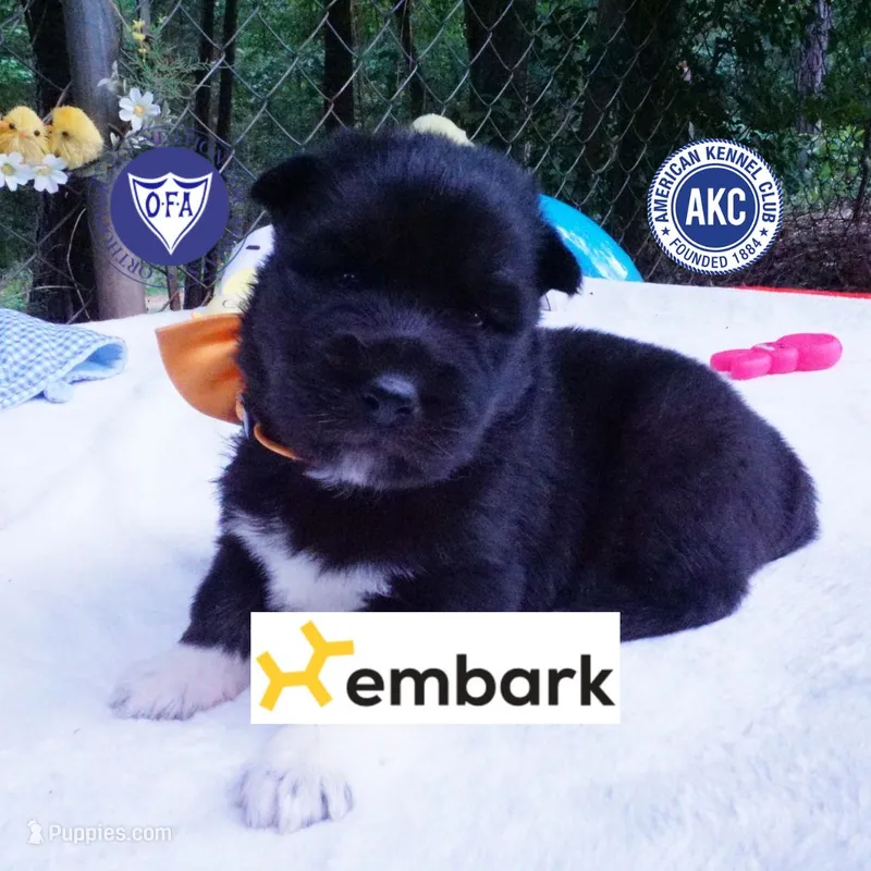 AKC Solid Black OFA & Embark – Siberian Husky puppy for sale in Anderson, SC