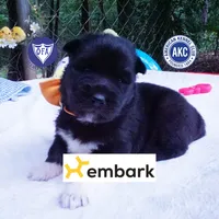 AKC Solid Black OFA & Embark, a female Siberian Husky for sale in Anderson, SC – 1 of 10