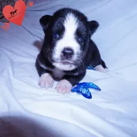 Iceman - Black/white, a male Siberian Husky for sale in Anderson, SC – 4 of 10