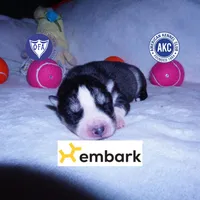 Black/white AKC OFA Embark, a male Siberian Husky for sale in Anderson, SC – 1 of 10