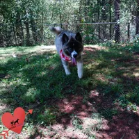 AKC Agouti OFA & Embark, a female Siberian Husky for sale in Anderson, SC – 7 of 10