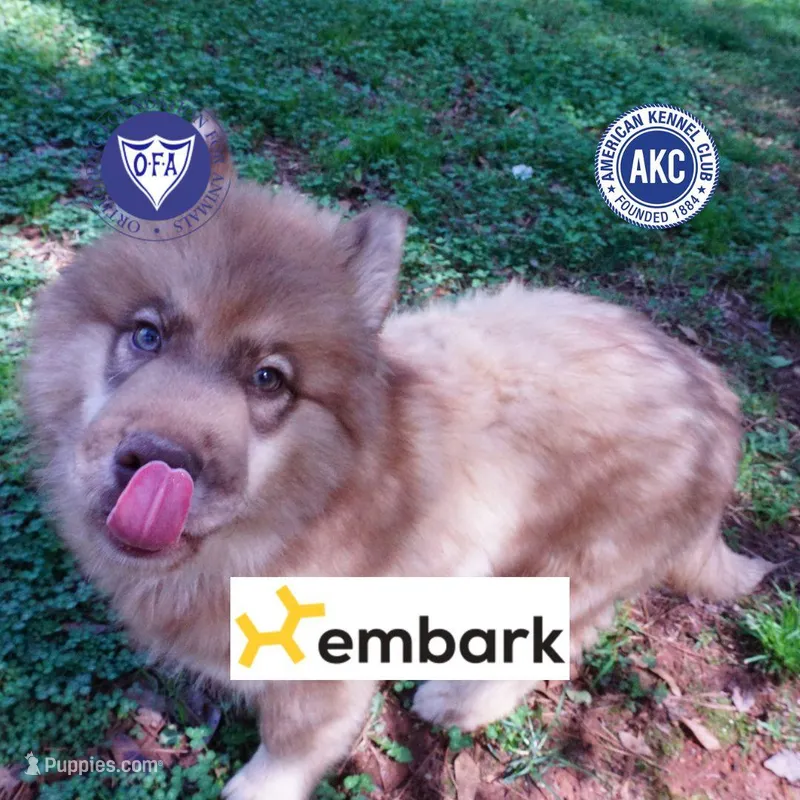 AKC Brown/white OFA Embark – Siberian Husky puppy for sale in Anderson, SC