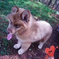 AKC Brown/white OFA Embark, a male Siberian Husky for sale in Anderson, SC – Photo 7 of 10