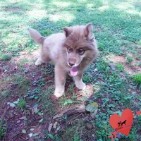 AKC Brown/white OFA Embark, a male Siberian Husky for sale in Anderson, SC – Photo 5 of 10