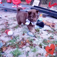 Solid Brown Embark OFA AKC, a male Siberian Husky for sale in Anderson, SC – Photo 7 of 10