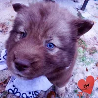 Solid Brown Embark OFA AKC, a male Siberian Husky for sale in Anderson, SC – Photo 4 of 10