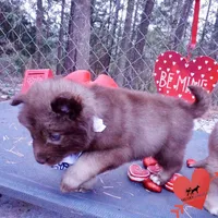 Solid Brown Embark OFA AKC, a male Siberian Husky for sale in Anderson, SC – Photo 8 of 10