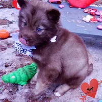 Solid Brown Embark OFA AKC, a male Siberian Husky for sale in Anderson, SC – Photo 5 of 10