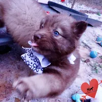 Solid Brown Embark OFA AKC, a male Siberian Husky for sale in Anderson, SC – Photo 2 of 10