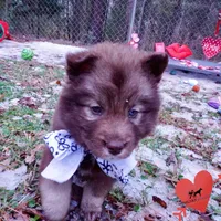 Solid Brown Embark OFA AKC, a male Siberian Husky for sale in Anderson, SC – Photo 6 of 10