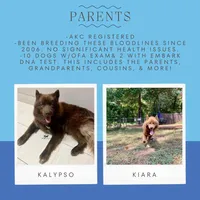 Solid Brown Embark OFA AKC, a male Siberian Husky for sale in Anderson, SC – Photo 3 of 10