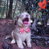 OFA & Embark - Carrot, a male Siberian Husky for sale in Anderson, SC – 6 of 10