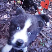 Iceman - Black/white, a male Siberian Husky for sale in Anderson, SC – 4 of 10