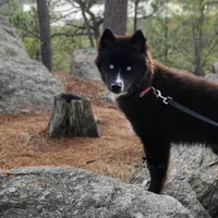 Ready mid October, a  Siberian Husky for sale in Anderson, SC – 8 of 10
