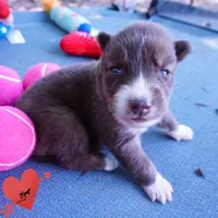 Solid Brown Embark OFA AKC - Nami, a female Siberian Husky for sale in Anderson, SC – 8 of 10