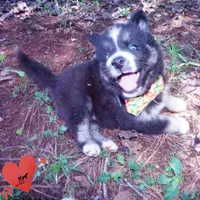 Health Tested Parents - Cyclops, a male Siberian Husky for sale in Anderson, SC – 3 of 10