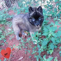AKC Agouti Embark & OFA Parents, a female Siberian Husky for sale in Anderson, SC – 7 of 10