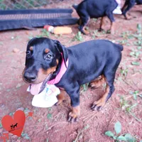 Champion & Full Euro AKC - Yue, a female Doberman Pinscher for sale in Anderson, SC – 5 of 10