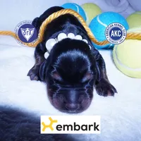 Euro, OFA, Embark, & AKC, a male Doberman Pinscher for sale in Anderson, SC – 1 of 10