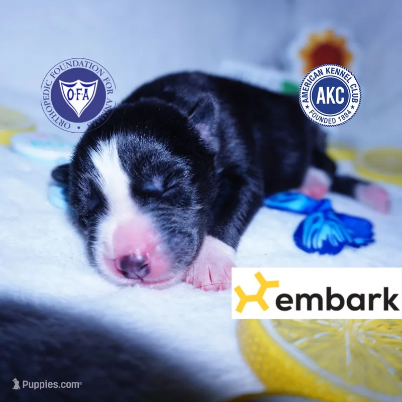 Iceman - Black/white – Siberian Husky puppy for sale in Anderson, SC