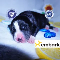 Iceman - Black/white, a male Siberian Husky for sale in Anderson, SC – 1 of 10