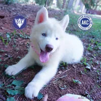 Solid White Female AKC OFA, a female Siberian Husky for sale in Anderson, SC – 1 of 10