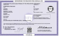 Euro & CH! OFA & Embark, a female Doberman Pinscher for sale in Anderson, SC – 4 of 10
