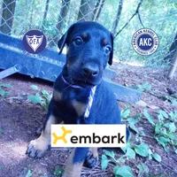 OFA & Embark Tested Parents, a female Doberman Pinscher for sale in Anderson, SC – 1 of 10
