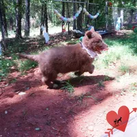 AKC Solid Brown OFA, a female Siberian Husky for sale in Anderson, SC – 5 of 10