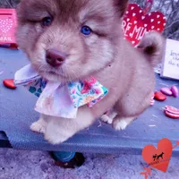 Bi-eye AKC OFA Embark, a female Siberian Husky for sale in Anderson, SC – Photo 2 of 10