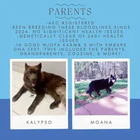 Bi-eye AKC OFA Embark, a female Siberian Husky for sale in Anderson, SC – Photo 3 of 10