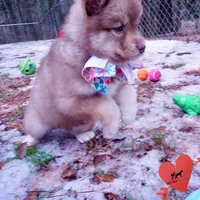 Bi-eye AKC OFA Embark, a female Siberian Husky for sale in Anderson, SC – Photo 4 of 10