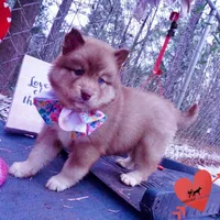 Bi-eye AKC OFA Embark, a female Siberian Husky for sale in Anderson, SC – Photo 8 of 10