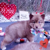 Bi-eye AKC OFA Embark, a female Siberian Husky for sale in Anderson, SC – Photo 5 of 10